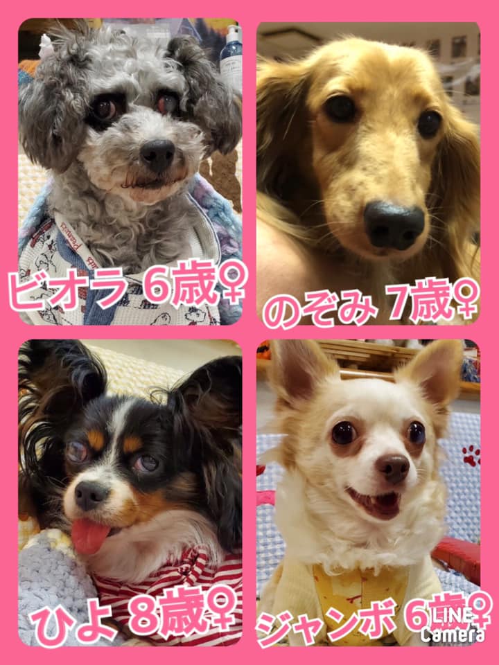 🐾今日の里親様募集中ワンコ🐶メンバーです🐾2020,9,17